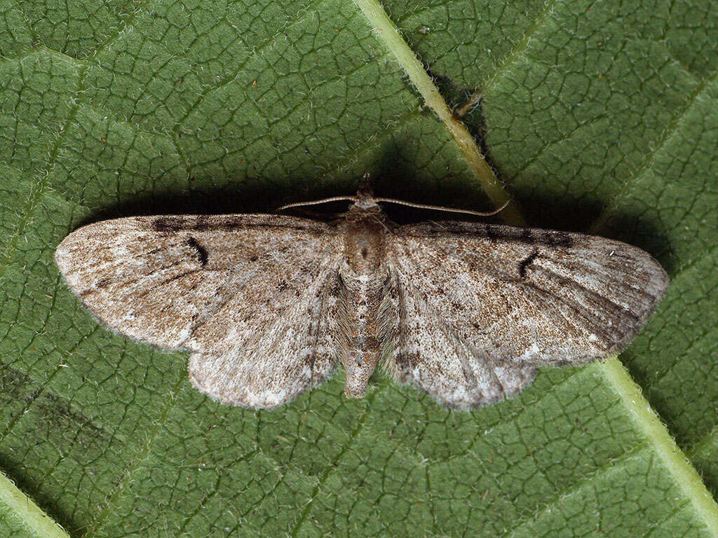 Imagem de Eupithecia actaeata Walderdorff 1869