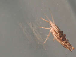 Image of Ypsolopha scabrella