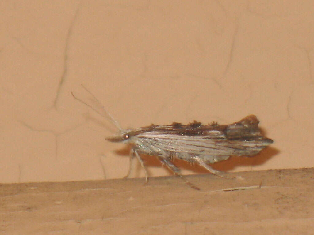 Image of Ypsolopha scabrella