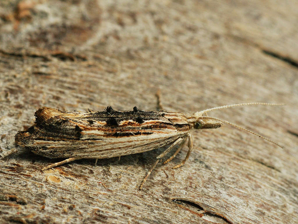 Image of Ypsolopha scabrella