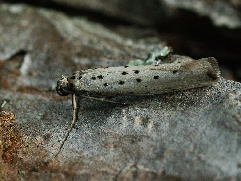 Image of Yponomeuta sedella