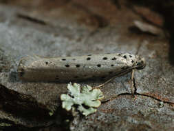 Image of Yponomeuta sedella