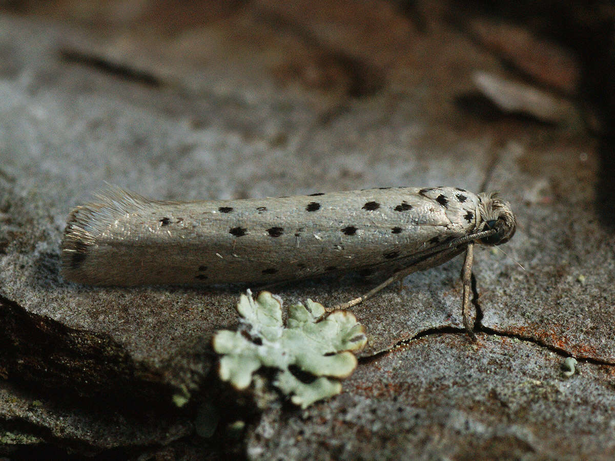 Image of Yponomeuta sedella