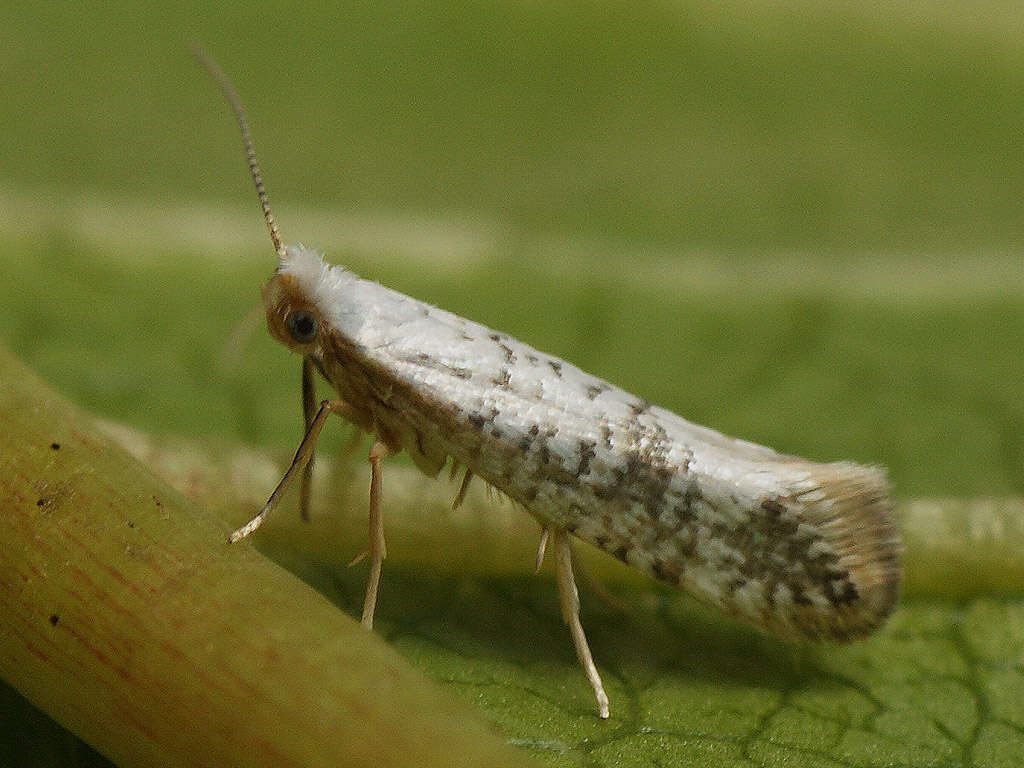 Imagem de Argyresthia retinella Zeller 1839