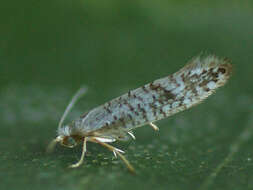 Imagem de Argyresthia retinella Zeller 1839