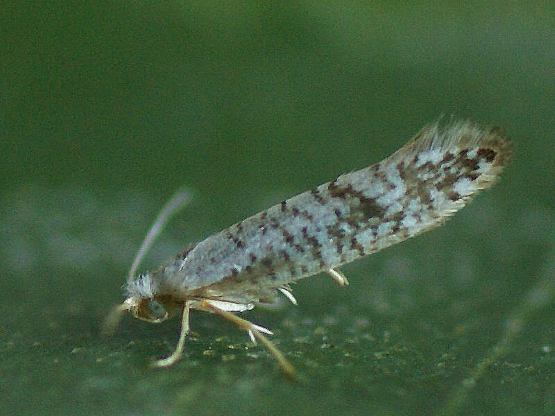 Imagem de Argyresthia retinella Zeller 1839