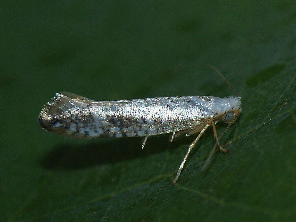 Imagem de Argyresthia retinella Zeller 1839