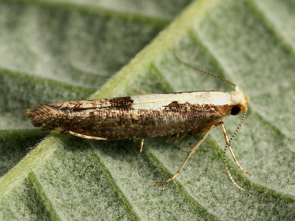 Image of Argyresthia pulchella Zeller 1846