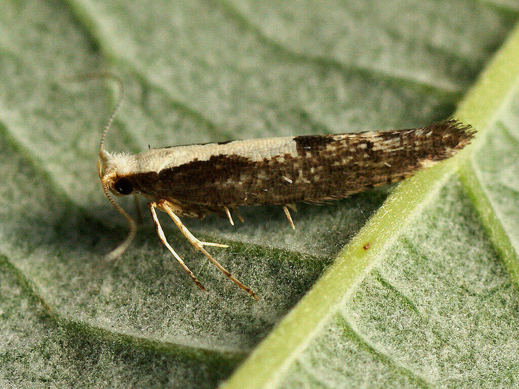 Image of Argyresthia pulchella Zeller 1846