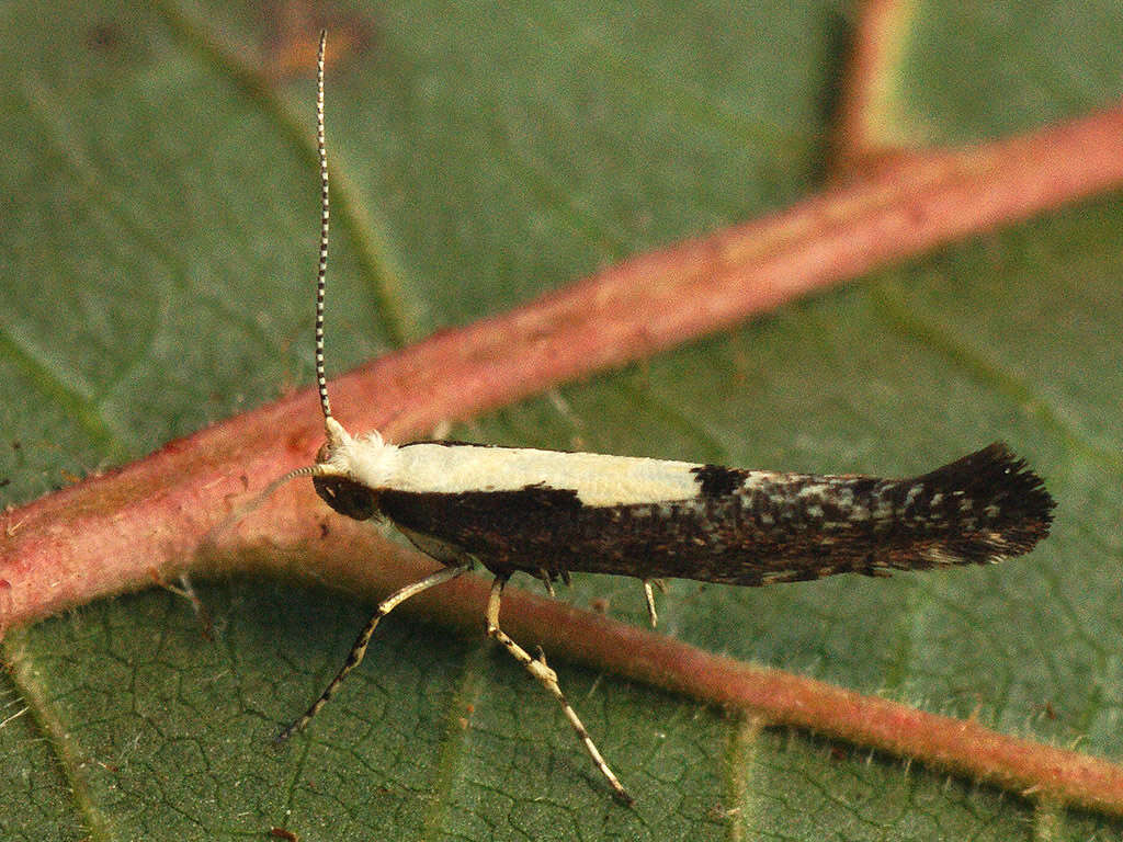 Image of Argyresthia pulchella Zeller 1846