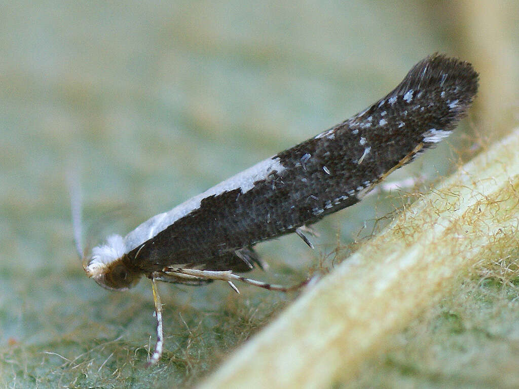 Image of Argyresthia pulchella Zeller 1846