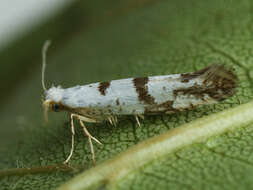 Image of Argyresthia curvella Linnaeus 1761