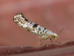 Image of Argyresthia curvella Linnaeus 1761