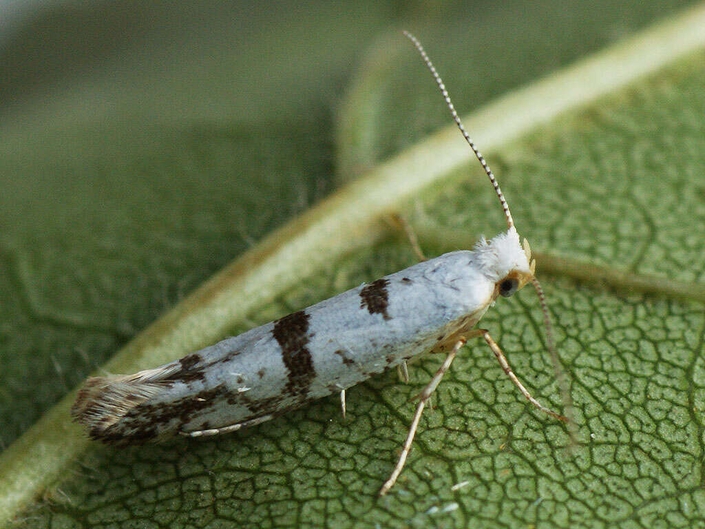 Image of Argyresthia curvella Linnaeus 1761