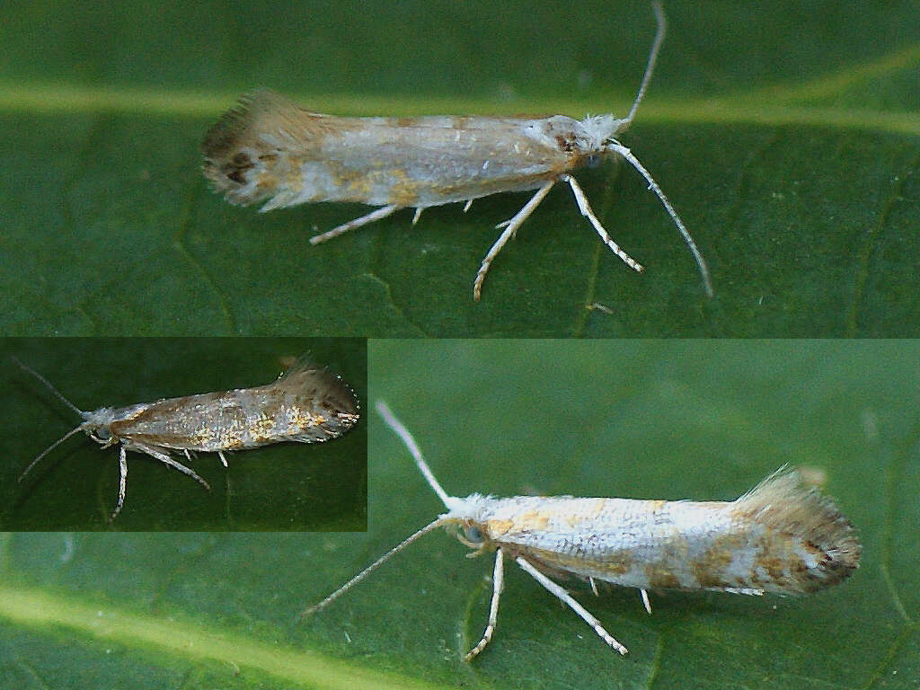 Image of Argyresthia abdominalis Zeller 1839