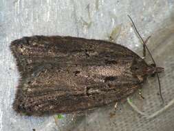 Image of Acleris umbrana