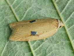 Imagem de Acleris lorquiniana Duponchel 1834