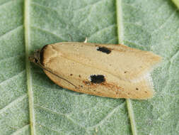 Imagem de Acleris lorquiniana Duponchel 1834