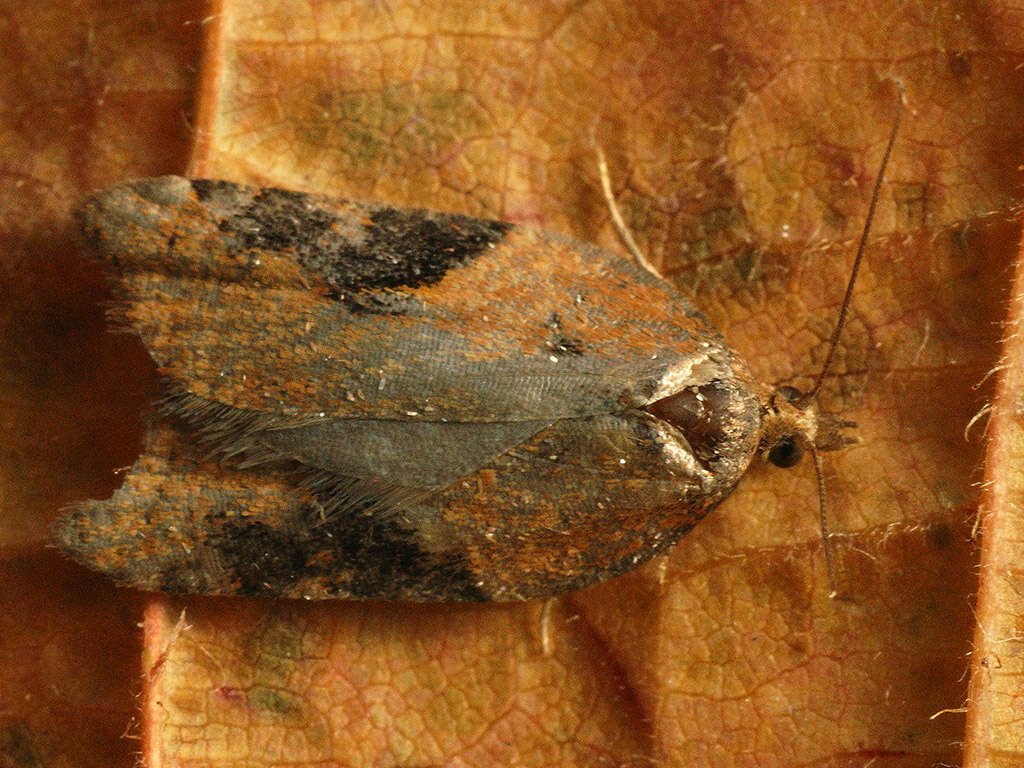 Image of broad-barred button moth