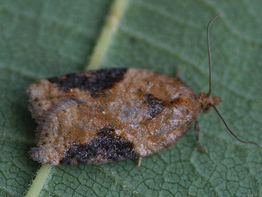 Image of broad-barred button moth