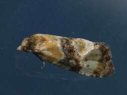 Phalonidia curvistrigana Stainton 1859的圖片