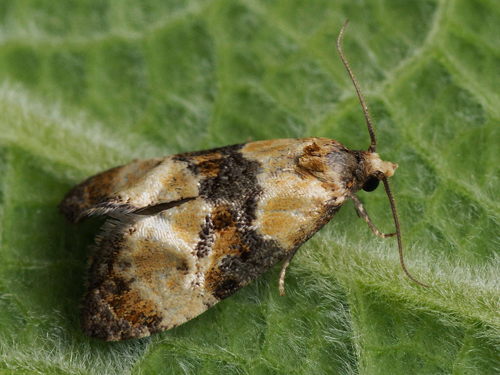 Phalonidia curvistrigana Stainton 1859的圖片