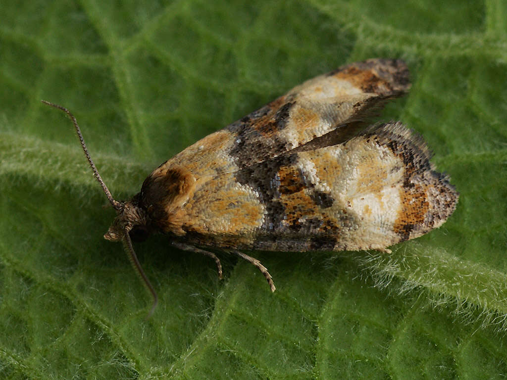 Phalonidia curvistrigana Stainton 1859的圖片