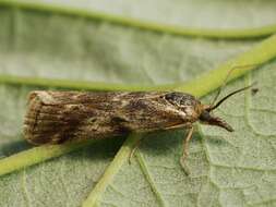 Hypochalcia propinquella Eversmann 1842的圖片