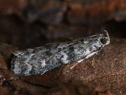 Image of Dioryctria mutatella Fuchs 1903