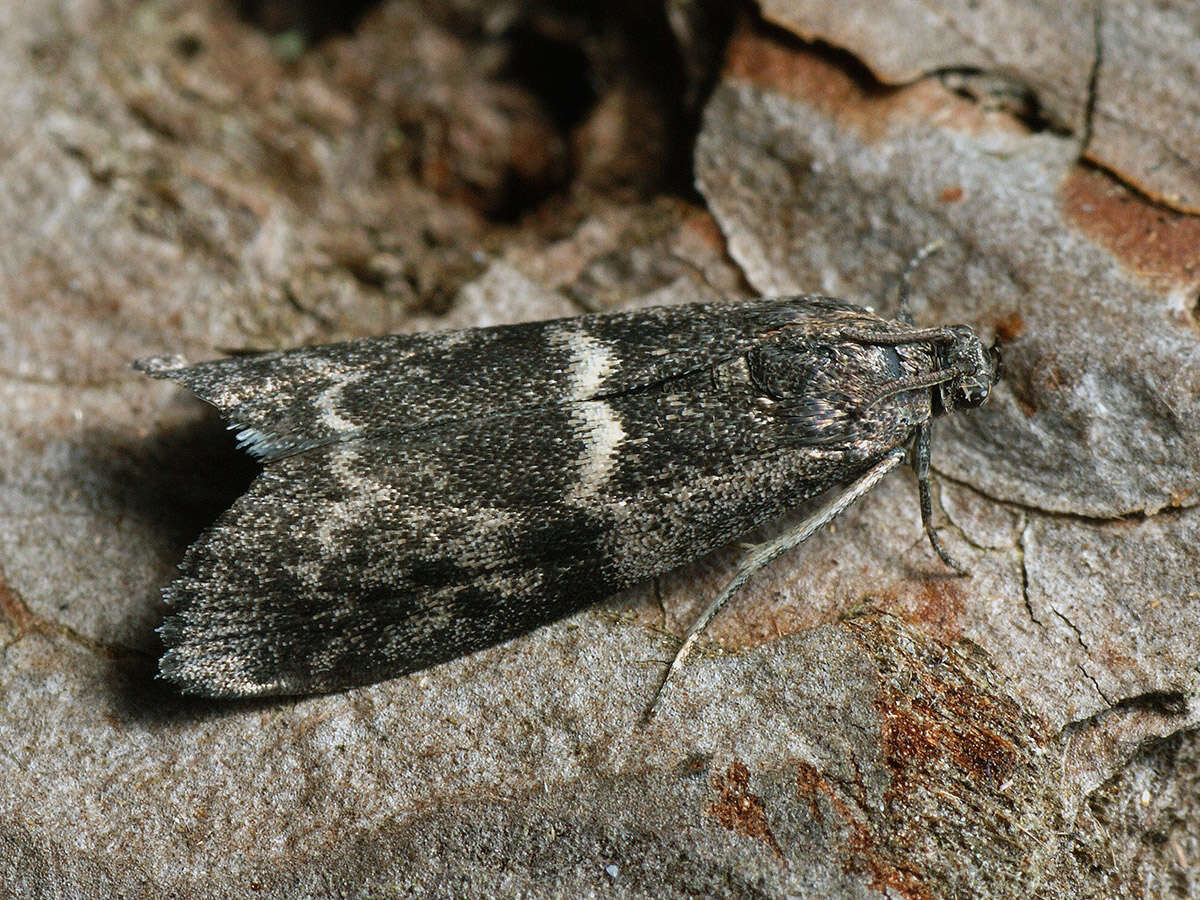 Plancia ëd Apomyelois bistriatella Hulst 1887