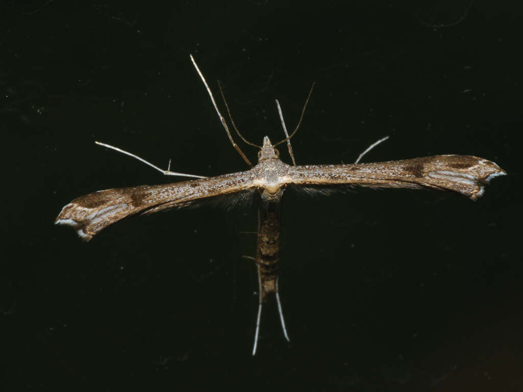 Image of Stenoptilia pneumonanthes (Büttner 1880)