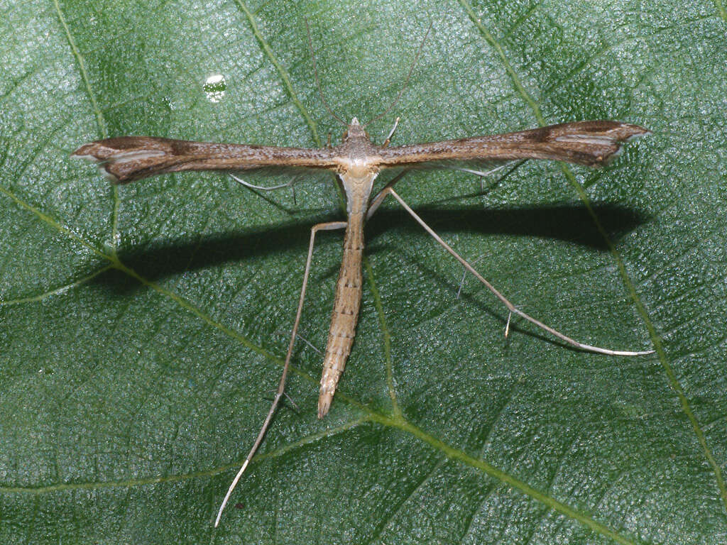 Image of Stenoptilia pneumonanthes (Büttner 1880)