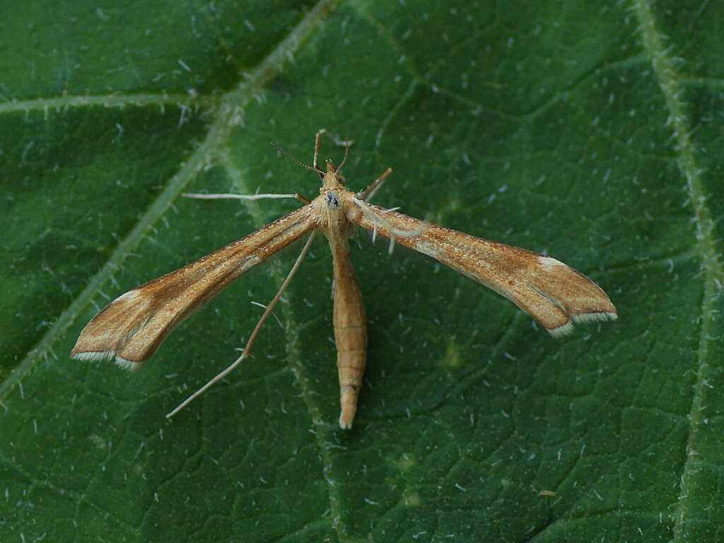 Gillmeria pallidactyla (Haworth 1811) resmi