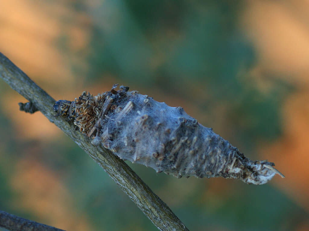 Image of Phalacropterix