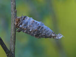 Image of Phalacropterix