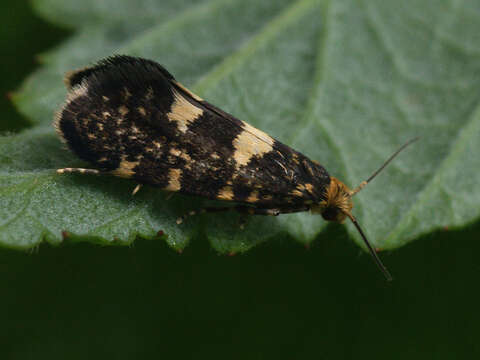 Image of Lampronia corticella