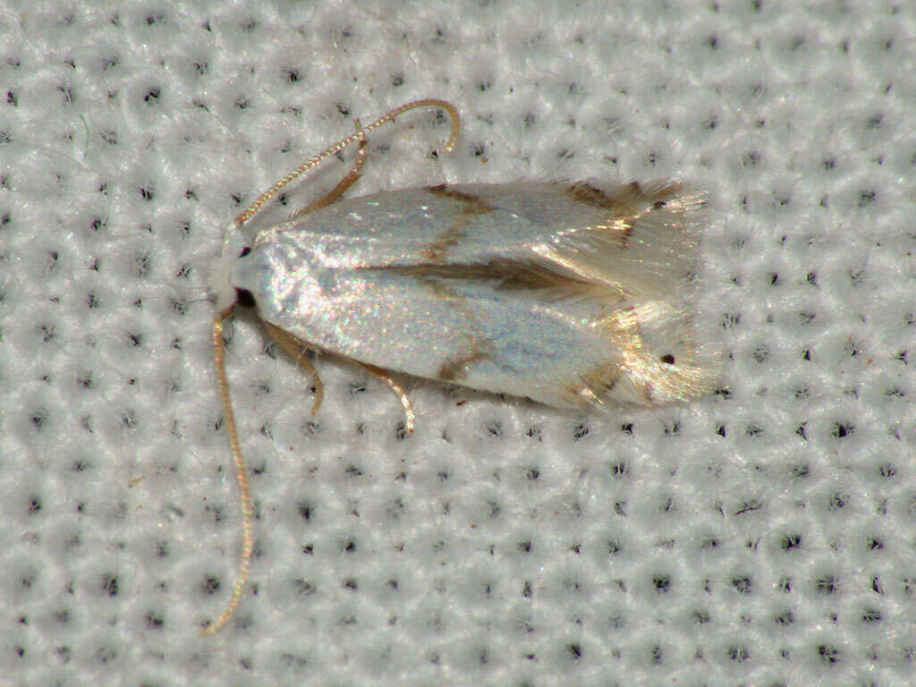 Image of Pseudopostega crepusculella (Zeller 1839) Davis 1989