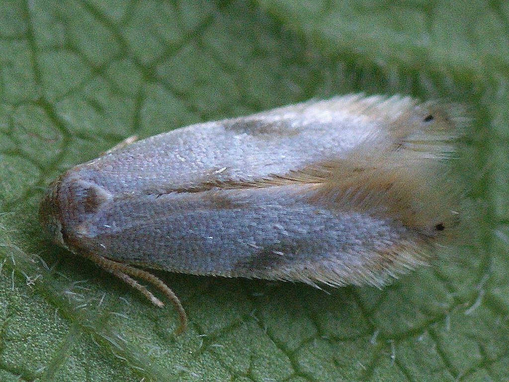 Image of Pseudopostega crepusculella (Zeller 1839) Davis 1989