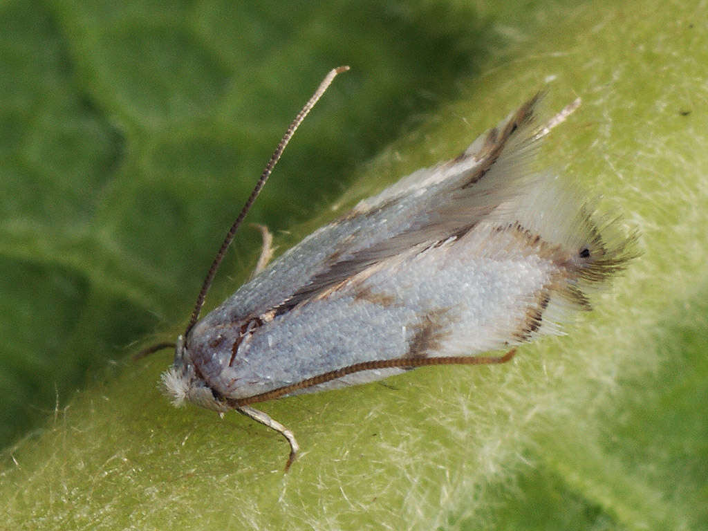 Image of Pseudopostega crepusculella (Zeller 1839) Davis 1989