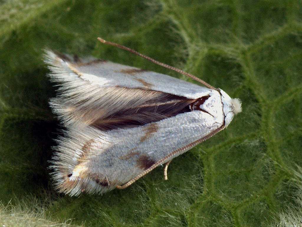 Image of Pseudopostega crepusculella (Zeller 1839) Davis 1989