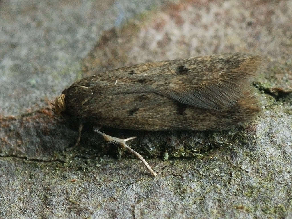 Image of Borkhausenia luridicomella Herrich-Schäffer 1855