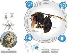 Image of Asian hornet