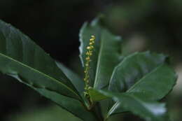 Sivun Excoecaria simii (Kuntze) Pax kuva