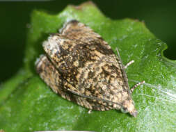 Image of strawberry tortrix moth