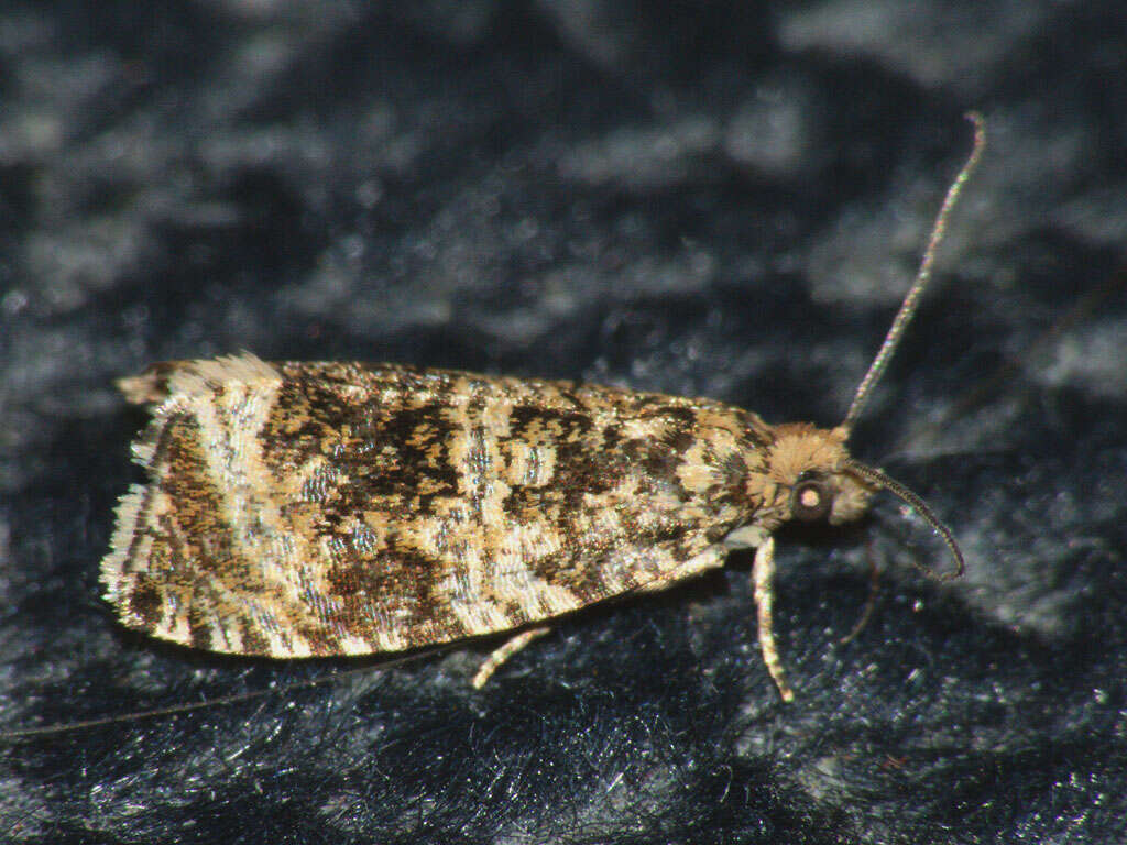 Image of strawberry tortrix moth