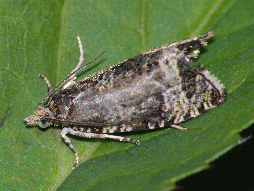 Image of strawberry tortrix moth