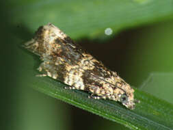 Image of strawberry tortrix moth