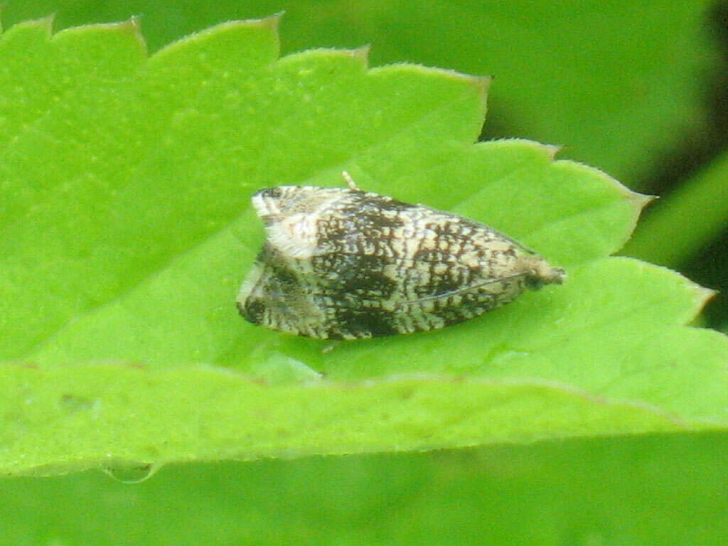 Image of strawberry tortrix moth