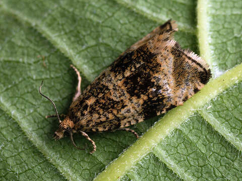 Image of strawberry tortrix moth