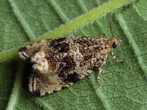 Image of strawberry tortrix moth